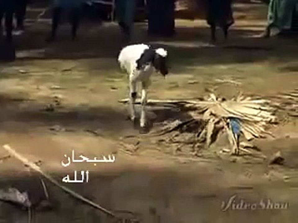 Allah ka Latest mojza