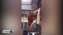 Hamak yapan orangutan rekor kırıyor........