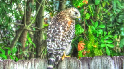 Blue Jay Imitating Red Shouldered Hawk Call - Fail!