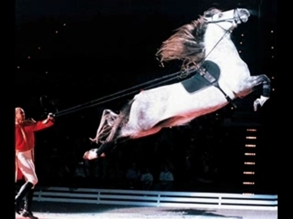 Vidéo chevaux