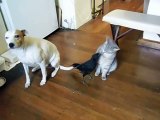 [Cute] Smart Crow Feeding His Friends Cat and Dog