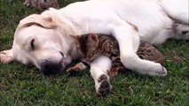 Amazing Cat and Dog LOVE_  Our Labrador _ Bengal Kitten becoming best friends.