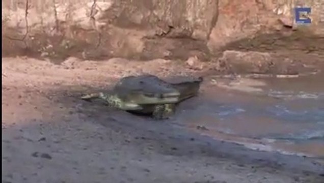 Невероятная охота крокодила на животных