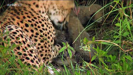 Le guépard, cet élégant chasseur d'Afrique