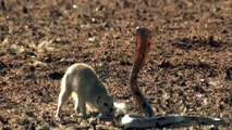 NEW 2015- Mongoose Attack Cobra Snake incredible Fighting Video - 코브라 전투 대 몽구스 - Video HD