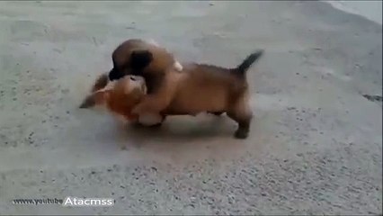 kedi köpek kavgası )