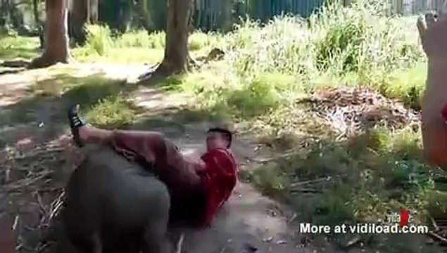 Слонёнок тоже хочет делать обнимашки