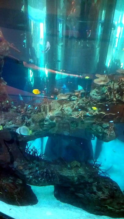 belle poissons