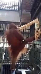 Hamak Yapan Orangutan