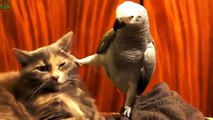 Приколы с котами. Самые смешные коты. Видео приколы про котов очень смешные.