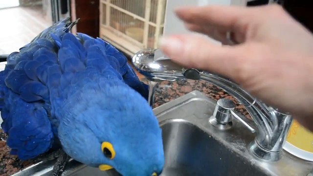 Попугай принимает душ