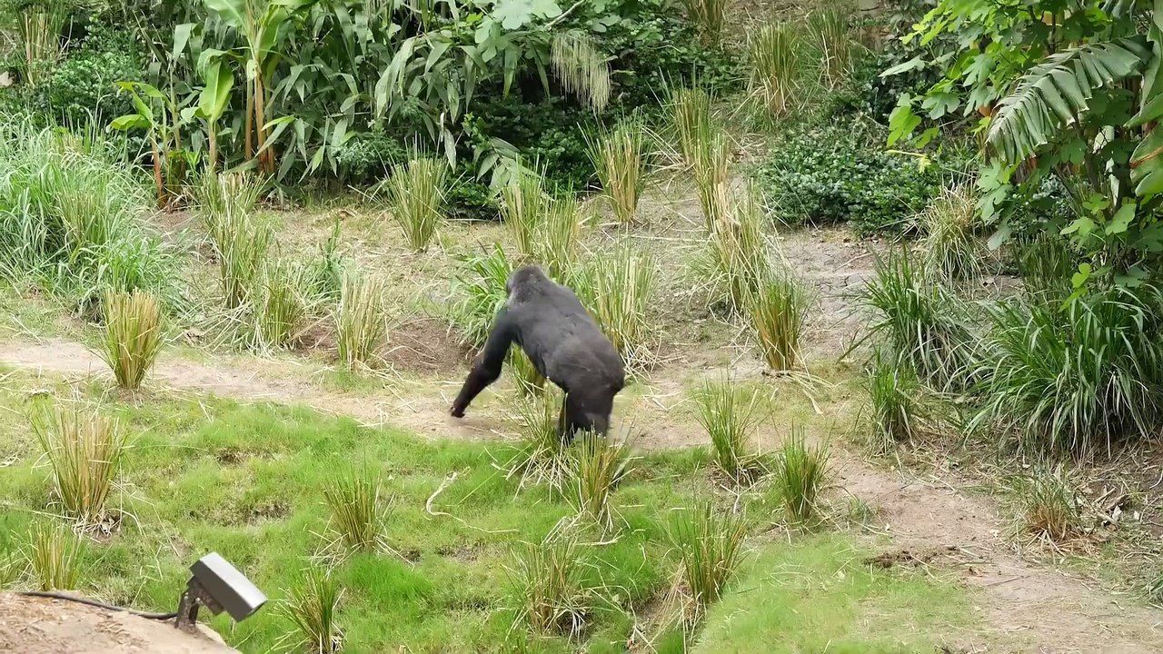 Gorillas Explore Their Habitat for the First Time!