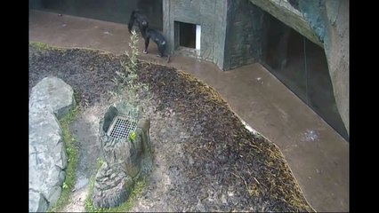 Chimpanzees with Canteens   New Rhinos Move Into the Houston Zoo