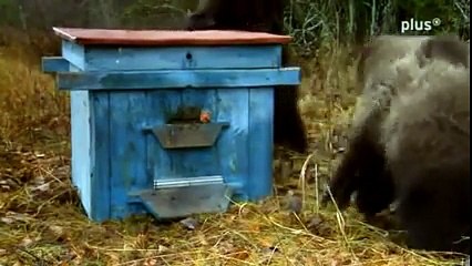 İki Genç Ayının Bal Kovanıyla İmtihanı