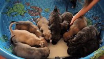 What Happens When They Give These Ten Orphaned Puppies A Bath Is The Most Magical Thing.