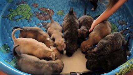 What Happens When They Give These Ten Orphaned Puppies A Bath Is The Most Magical Thing.
