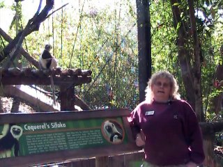 Coquerel's Sifaka newborn