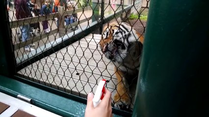 Lions and Tiger through Google Glass
