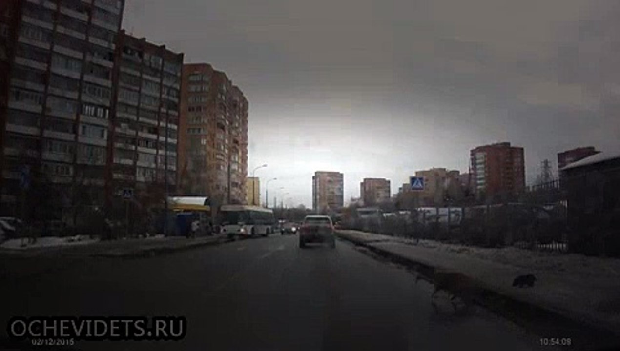 Добрый русский мужчина помог собаке перенести её щенка через дорогу