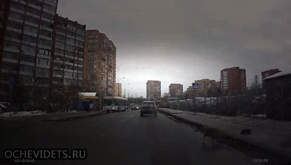 Добрый русский мужчина помог собаке перенести её щенка через дорогу