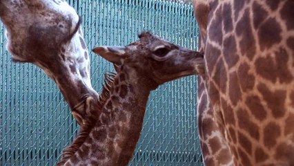 Giraffe Born at the Houston Zoo