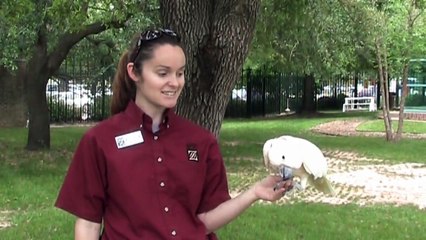 Momo Mimics - Salmon Crested Cockatoo at the Houston Zoo