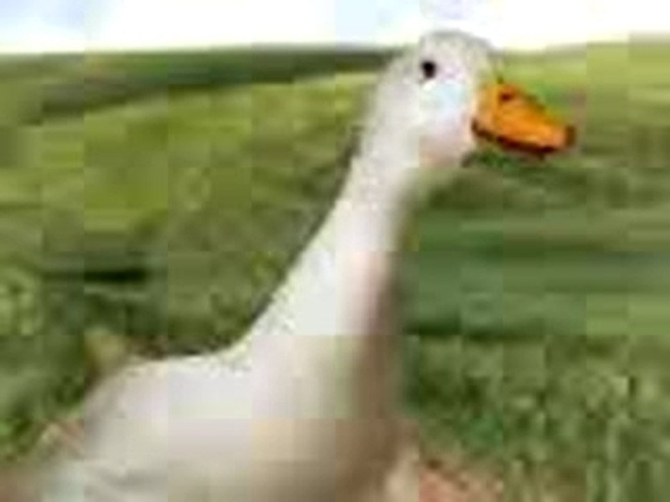 Duck