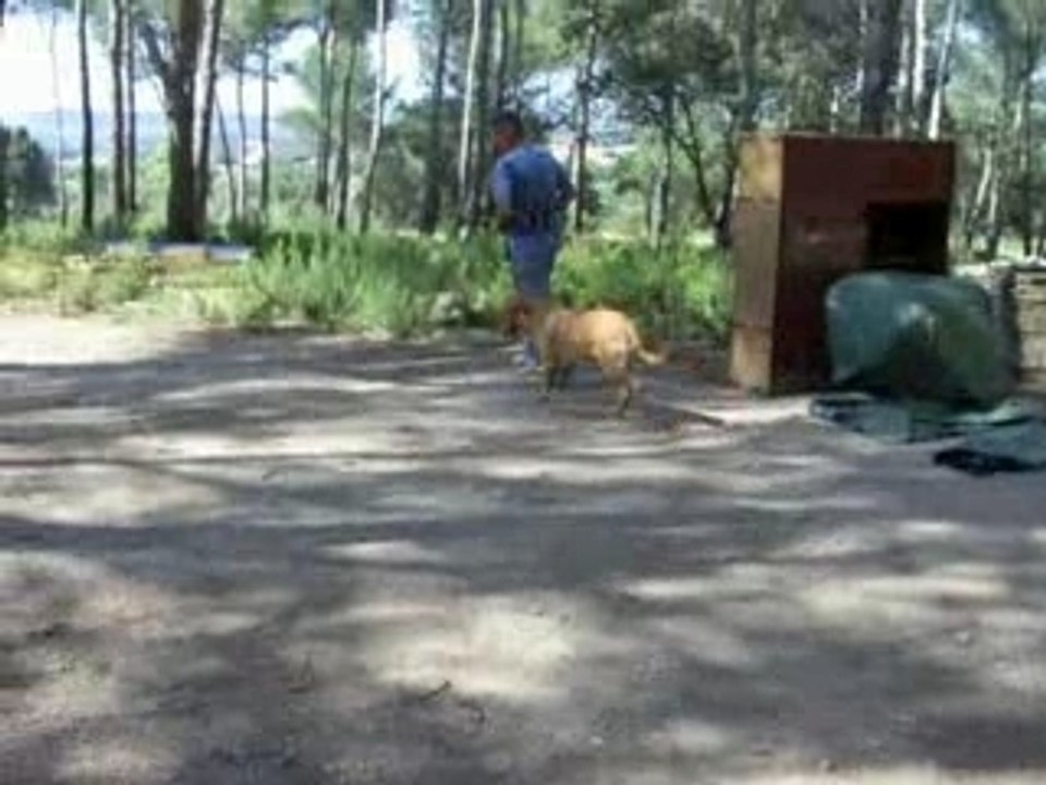 copperfield'dog Vidéo Dailymotion