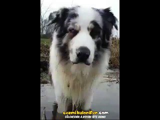 Aile Fertlerini Eğlendirmeye Çalışan Dayı Gibi Burnundan Baloncuk Çıkartan Köpek