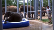 Baby Elephants in a Pool - Houston Zoo