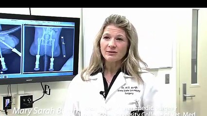 the cat ISU vets outfitted with very rare prosthetic legs