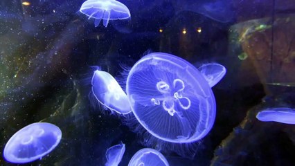 Moon Jellies  New Rhinos Move Into the Houston Zoo