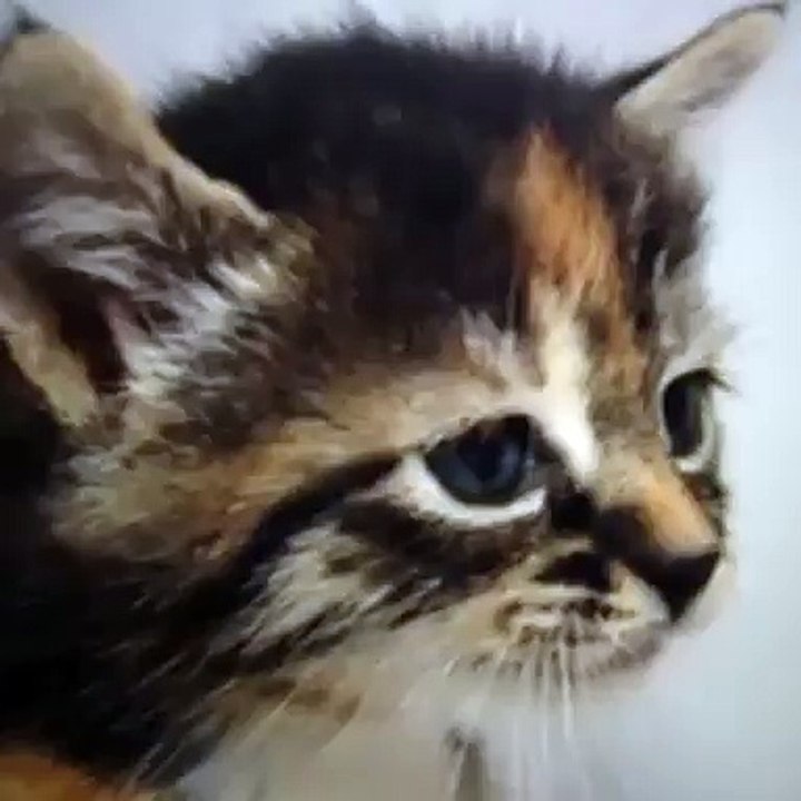 Cat Meow