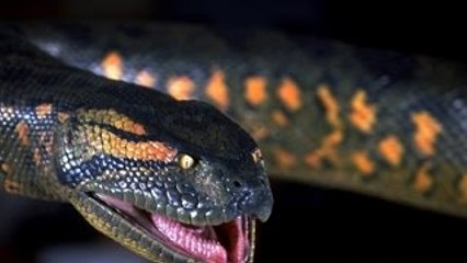 Top 10 Terrifying Snake Movies of All Time