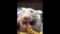 Un rat mange des spaghettis