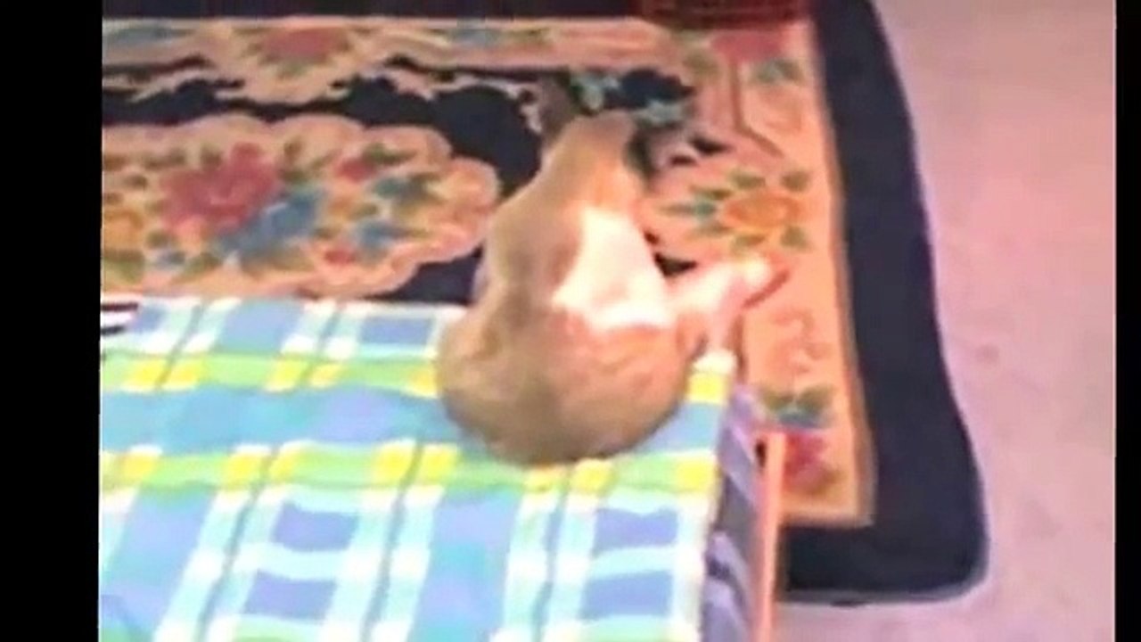 Самые смешные коты. Улетные животные. Видео приколы про котов самые смешные Супер смешные коты