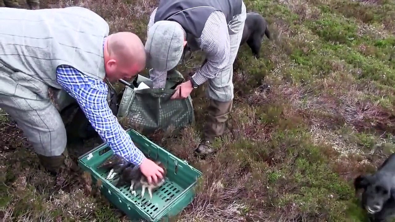 The Shooting Show foxing with lamp and vehicle, and Scottish lowland deer