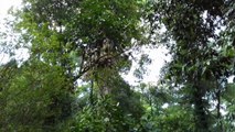 Menengok Kelelawar Penghuni Kebun Raya Bogor