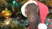 Goat Snacks on Christmas Tree