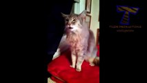 Sneezing and yawning cats and dogs - Funny and cute animal compilation