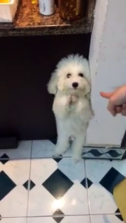 Funny video: cute dog 01