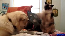 Cute Animals - Cat Boxing Dog So Funny Videos - Best Funny Animals Videos Compilation 2015