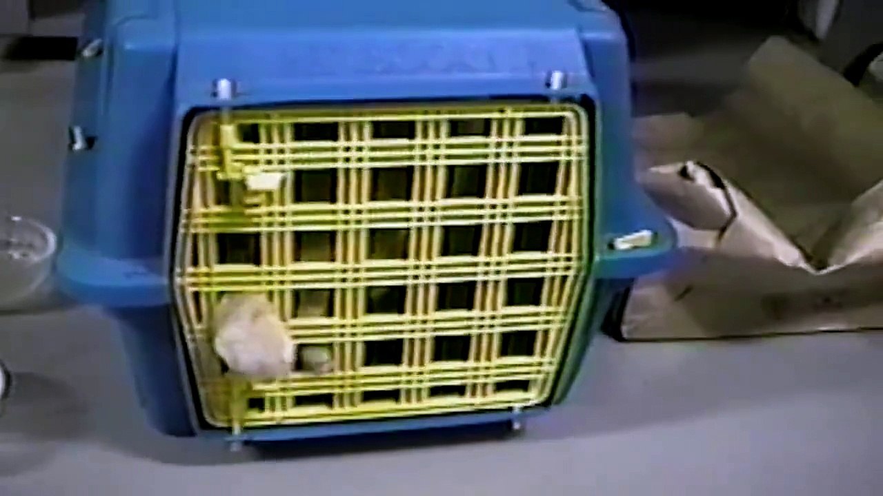 Funny Videos- When one door closes... just call the dog to open it
