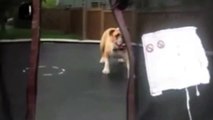 Funny-Videos- This bouncing bulldog loves trampolines as much as we do!