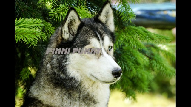 Bikejöring mi Finni