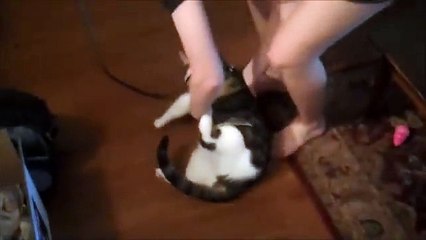 Lazy CATS | funny videos