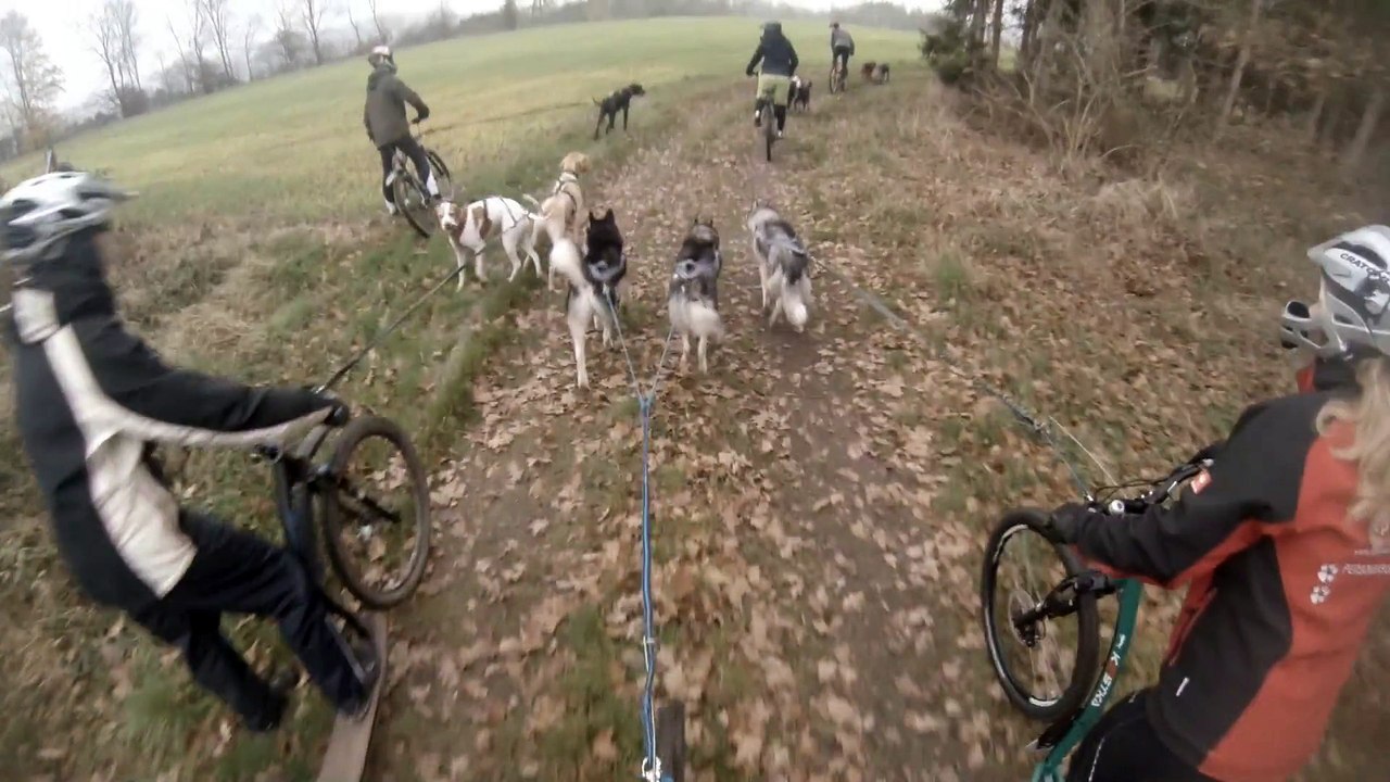 Training Kassel mit dem Canicrossteam Kessy & Logan