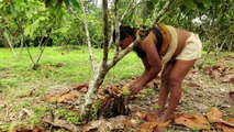Índios da Amazônia mudam práticas em defesa da biodiversidade