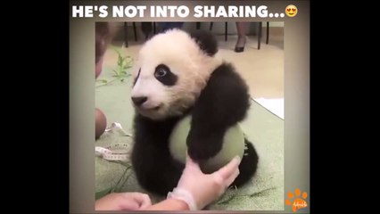 Ce bébé panda n'aime pas partager
