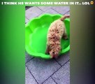 Ce chien trop mignon a besoin d'eau dans sa piscine!